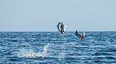 Mobula rays are jumps out of the water. Mexico. Sea of Cortez. California Peninsula.