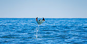 Mobula rays is jump out of the water. Mexico. Sea of Cortez. California Peninsula.