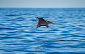 Mobula rays is jump out of the water. Mexico. Sea of Cortez. California Peninsula.