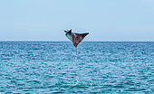 Mobula rays is jump out of the water. Mexico. Sea of Cortez. California Peninsula.