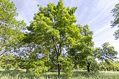 Caucasian Ash (Fraxinus angustifolia subsp oxycarpa) 'Raywood' in spring