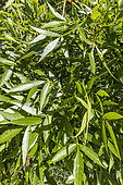 Caucasian Ash (Fraxinus angustifolia subsp oxycarpa) 'Raywood' foliage in spring