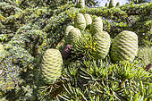 Cyprus cedar (Cedrus libani) var. brevifolia) cones in spring