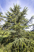Cyprus cedar (Cedrus libani) var. brevifolia) in spring