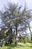 Cedar of Lebanon (Cedrus libani ssp. atlantica) 'Glauca' in spring