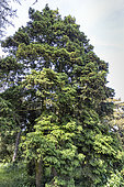 Wilson's spruce (Picea wilsonii) in spring