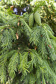 Wilson's spruce (Picea wilsonii) cones in spring