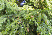 Wilson's spruce (Picea wilsonii) cones in spring