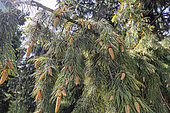 West Himalayan spruce (Picea smithiana), cones in spring