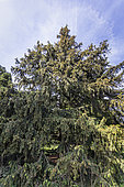 West Himalayan spruce (Picea smithiana), in spring