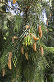 West Himalayan spruce (Picea smithiana), cones in spring