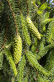 Reflexed Norway spruce (Picea abies) 'Reflexa', cones in spring