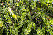 Reflexed Norway spruce (Picea abies) 'Reflexa', cones in spring