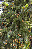 Koyama's spruce (Picea koyamae) in spring