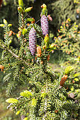 Korean fir (Abies koreana), cones in spring