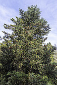 Korean fir (Abies koreana), in spring