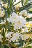 Oleander (Nerium oleander) yellow, Vaucluse, France