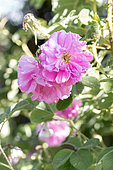 Damask Rose 'Kazanlik (Rosa x damascena trigintipetala)