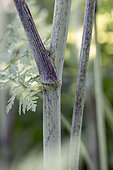 Hemlock (Conium maculatum), Alpes-de-Haute-Provence, France