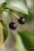 Saint Lucie Cherry (Prunus mahaleb) fruits, Drome, France