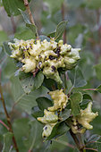 Galls caused by Poplar gall aphid (Pemphigus vesicarius) on Black poplar (Populus nigra), Drome, France