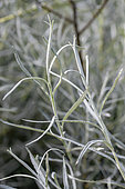 Olive willow (Salix eleagnos) leaves in late spring, Drome, France