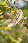 Bladder senna (Colutea arborescens) pods, Drome, France