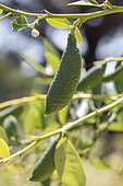Caviar lime 'Faustrime'