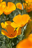 California poppies (Eschscholzia californica)