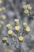 Flowers of Dusty Miller (Senecio viravira)