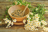 Feverfew (Tanacetum parthenium) flowers and dried in a wooden bowl, aromatic and medicinal plant. Herbal tea with anti-inflammatory, antispasmodic and sedative properties, facilitates difficult digestion
