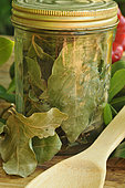 Sweeet bay (Laurus nobilis), dried bay leaves in a transparent jar and wooden spoon on a wooden table. Benefits: antioxidant - potassium - magnesium - phosphorus - vitamin C - antiseptic-antibacterial