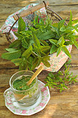Menthe (Mentha sp) dans un panier en fer sur une table du jardin et verre avec des feuilles de menthe dans de l'eau - plante aromatique et médicinale, teneur en fer et manganèse, antioxydant