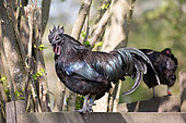 Black rooster on a fence, Haut-Rhin, Alsace, France