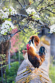 Rooster and hen on a low garden wall and orchard in bloom, Territoire de Belfort, France