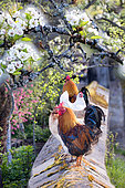 Rooster and hen on a low garden wall and orchard in bloom, Territoire de Belfort, France