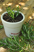 Rosemary cuttings (Rosmarinus officinalis). Pot of Rosemary cuttings, with fresh rosemary branches - medicinal and aromatic plant