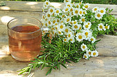 Infusion Chamomile-Rosemary. Rosemary (Rosmarinus officinalis) and Chamomile (Tanacetum parthenium), medicinal plants. Infusion in a transparent cup