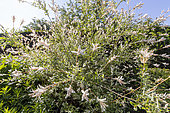 Flamingo willow (Salix integra) ‘Hakuro Nishiki’ in spring