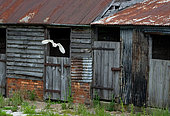Barn owl (Tyto alba) coming out of an old barn, England
