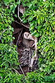 Barn owl (Tyto alba) adult with young in the besting hole, England