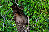 Barn owl (Tyto alba) youngs in the nesting hole, England
