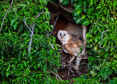 Barn owl (Tyto alba) Adult and youngs in the nesting hole, England