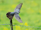 Common Cuckoo (Cuculus canorus) in flight, England