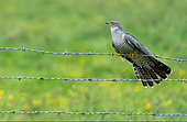 Cuckoo (Cuculus canorus) perched on a barbed wire, England