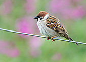 Tree sparrow (Passer montanus) perched on a wire, England