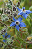 Bourrache. Bourrage officinale (Borago officinalis) - plante à fleurs bleues aux propriétés dépuratives, diurétiques, pour les troubles respiratoires, utilisée en cosmétique pour la peaux huile.