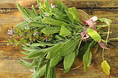 Sauge. Bouquet de Sauge fraîche (Salvia officinalis) - aromatique et médicinale - feuilles de sauge dans un bol en bois - vertus bienfaits santé - cuisine - jardin-