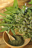 Thym (Thymus vulgaris) et Sauge (Salvia officinalis). Thym frais fleuri et séché dans un bol en bois - herbes aromatiques médicinales - vertus bienfaits