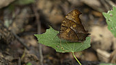 Dark evening brown butterfly (Melanitis phedima) Resting on leave, Gunung Leuser National Park, North Sumatra, Indonesia